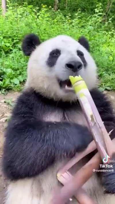 Pandas subsist almost entirely on bamboo, eating from 26 to 84 pounds per day