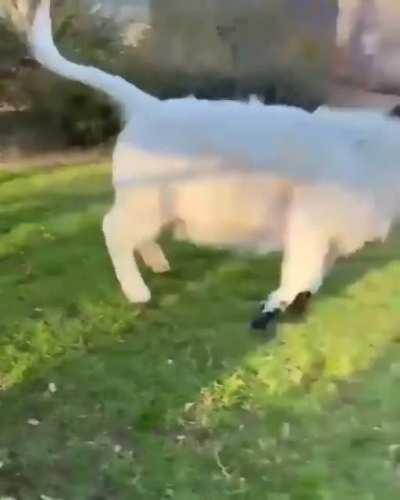 cow zoomies.