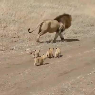 Huge lion trying to get away from his cubs