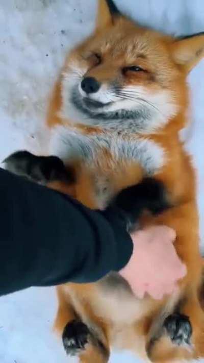 Just another fox