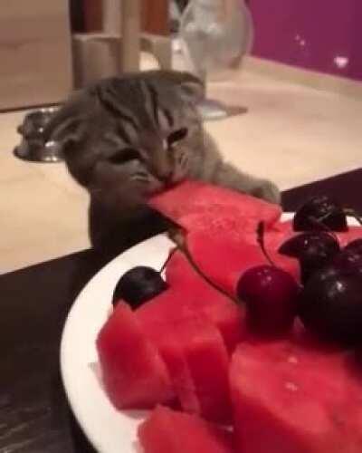 Cat stealing watermelon