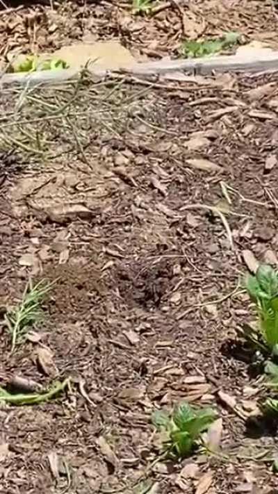 Animal steals fresh food from this garden.