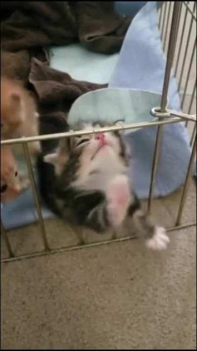 Kitten Struggles to Climb over cage