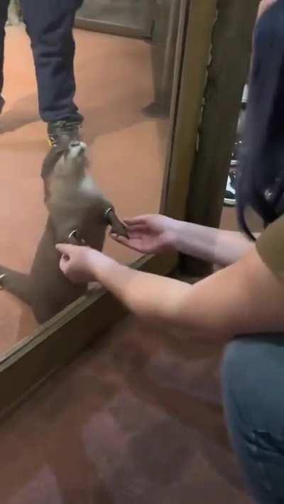 This zoo has little holes where you can hold the otters hands