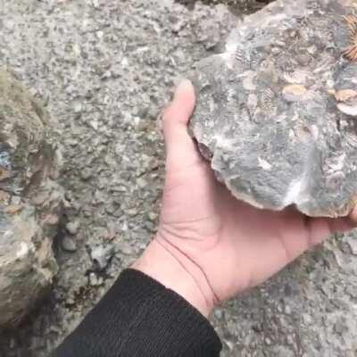 Guy finds a rock full of ACTUAL FOSSILS