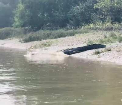 Giant Crocodile enters the water with style.