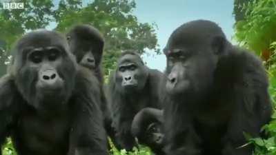 A family of Gorillas investigating a spy who has inflitrated them