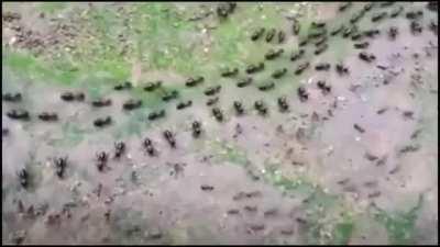 Truce between termites(top) and ants(bottom) with each side having their own line of guards.