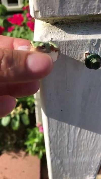 Tiny frog needs some water