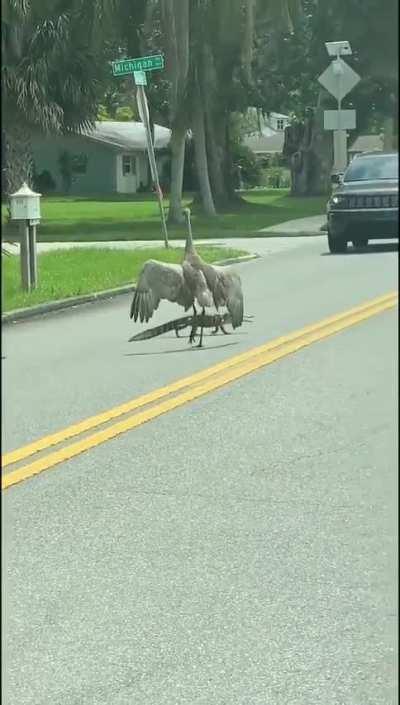 Sandhills vs Baby Gator