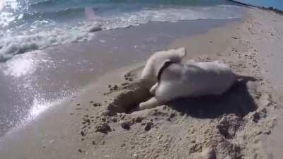 Puppy furious after ocean water destroys his sandcastle