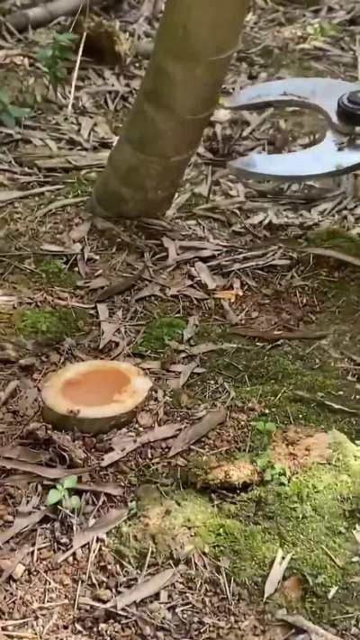 Power shears cutting bamboo