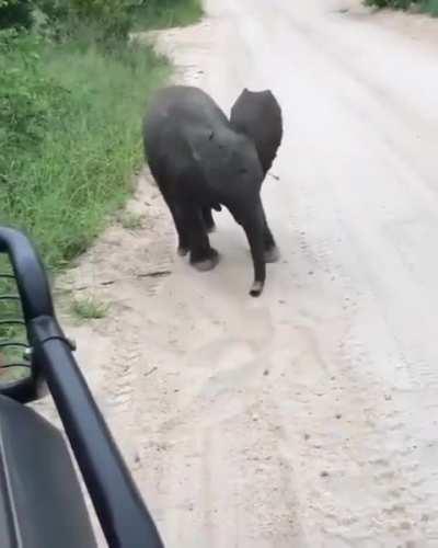 Baby elephant tries practicing his terrifyingly adorable charge