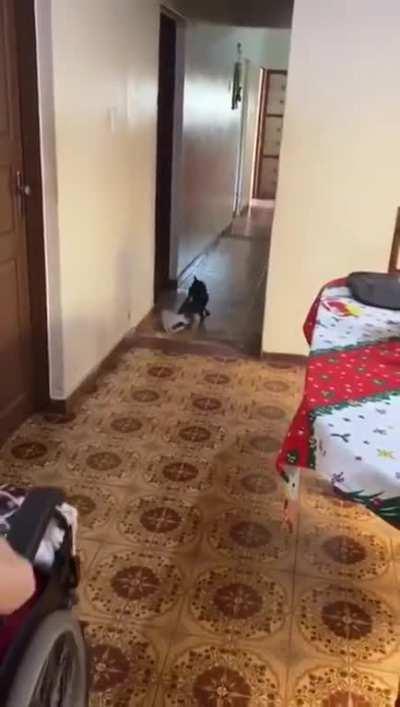 Dog learned to take the carpet off when grandma arrives