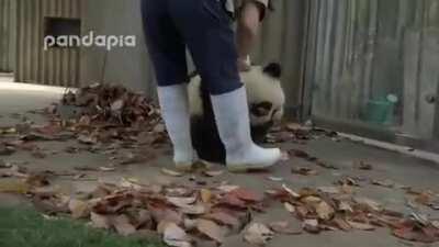 WCGW Trying to take the property of pandas?