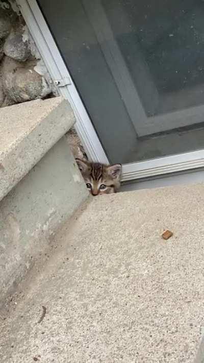 One of the kittens I’m trying to rescue. He’s a little timid.