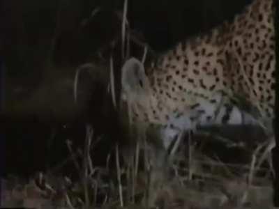 Never filmed before or since, a Leopardess feels emotionally conflicted finding an abandoned Lion Cub.