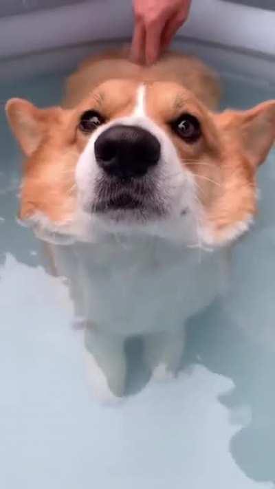 Corgi butts can float. Not sure what to do with this info, other than share it with you.