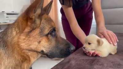 German Shepherd Meets Puppies for the First Time!