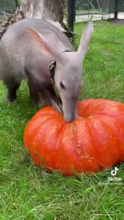 An Aardvark thoroughly inspecting a pumpkin.