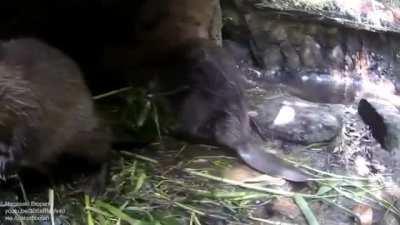 A baby beaver trying to escape mom to swim again, but was caught again.