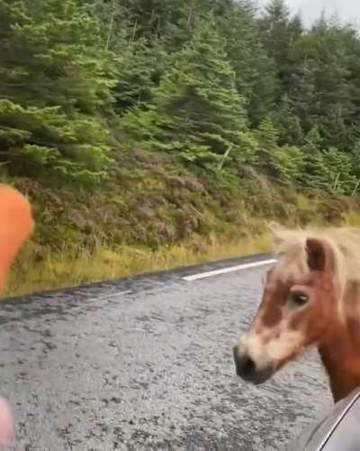 Feeding horses in Norway