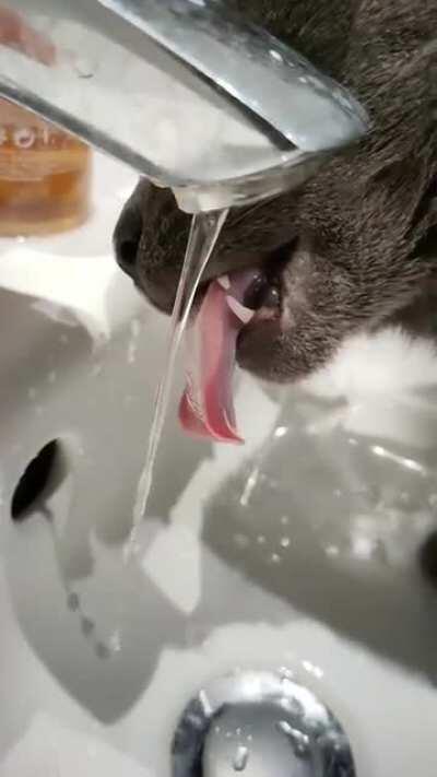 Showing us his fangies while having a fresh drink