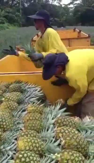 Pineapple farm assembly line