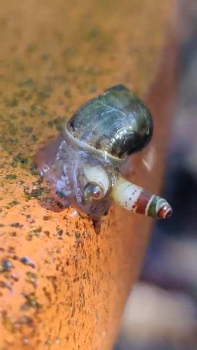 A snail with the parasite Leucochloridium in its eye sockets. It basically “mind controls” the snail. Bulging eyes are to attract birds.