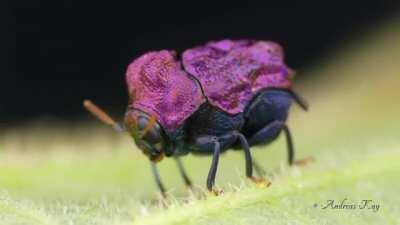 🔥 Rare purple beetle from Ecuador.