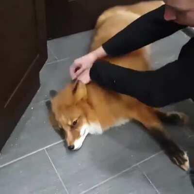 Big Ol' Fox Loaf