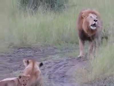 Baby lion cubs trying to roar like there father. Roar!