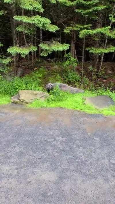 Seal at shubie park this morning. Hope for Wildlife on scene and is working to get him safe