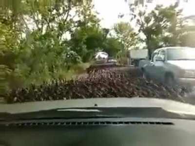 Duck stampede