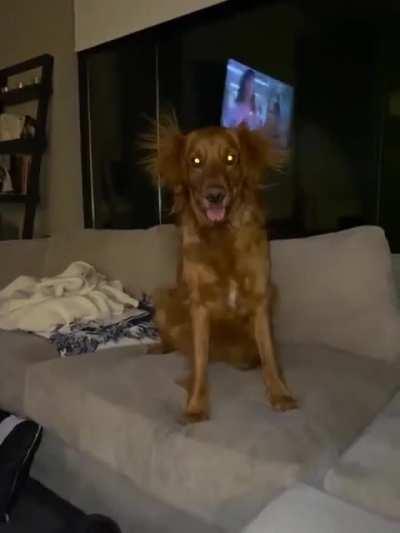 Captain Ruffles does couch zoomies and static electricity makes his ears look funny