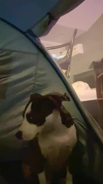 My sweet pup being very patient with my gliders during tent time.