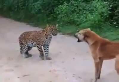 Poor dog vs leopard