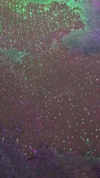 Puddle reflecting lights which look like mini fireworks when raindrops fall on it...