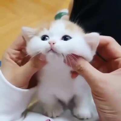 Kitten cheeks