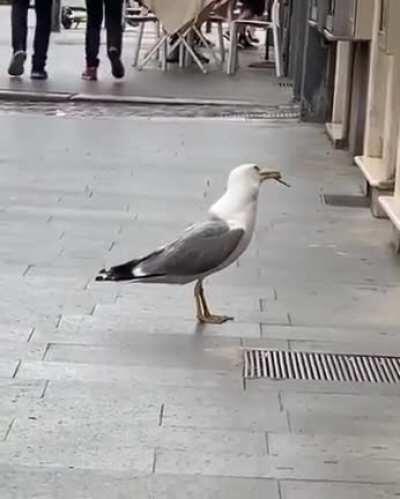 Seagull enjoying a light lunch