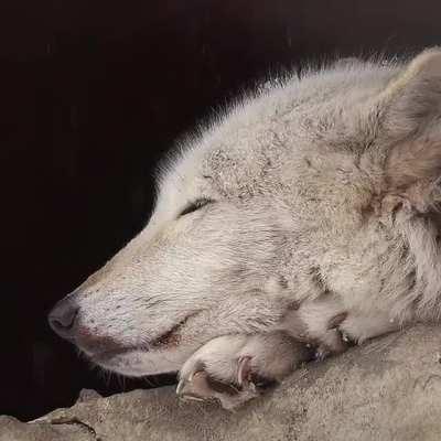 Wolf resting in shelter near the rain