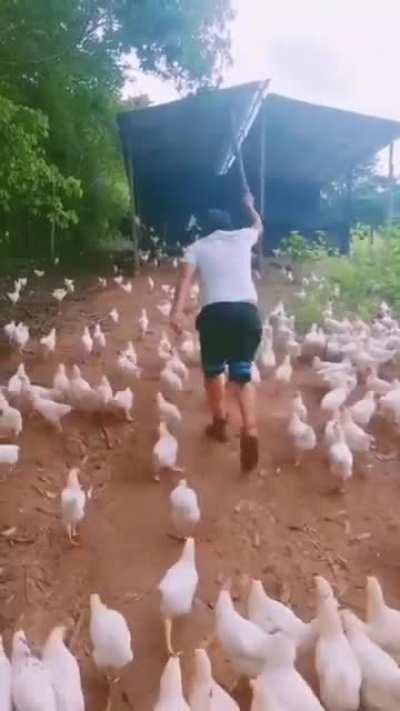 Chicken Army!