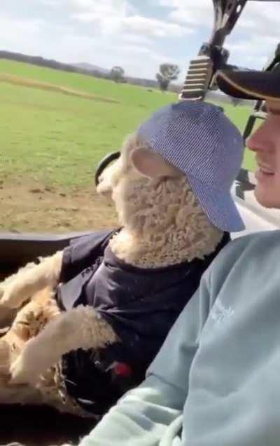 Cruising in the tractor with sheep.