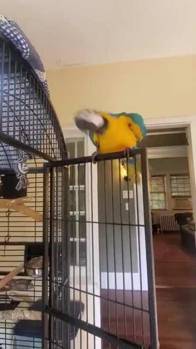 George has a one-bird dance-off!