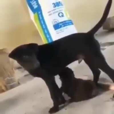 Cachorro recebendo um boquete da cachorra da sua mãe