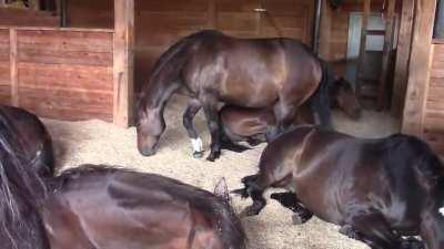 Horses, Peacefully Farting and Snoring