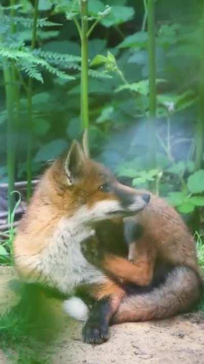 🔥 A red fox I spent some time watching last summer