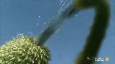 How cucumber plants spread their seeds. Totally nothing sexual about this.