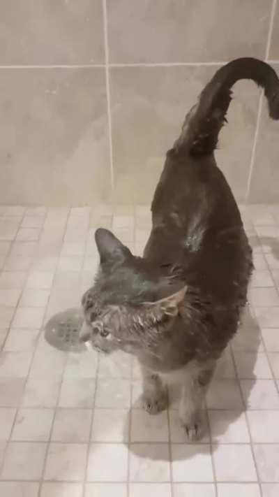Found a strange animal in the shower, this can't be a cat