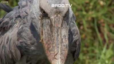 Despite being called stupid, the shoebill is a highly skilled hunter